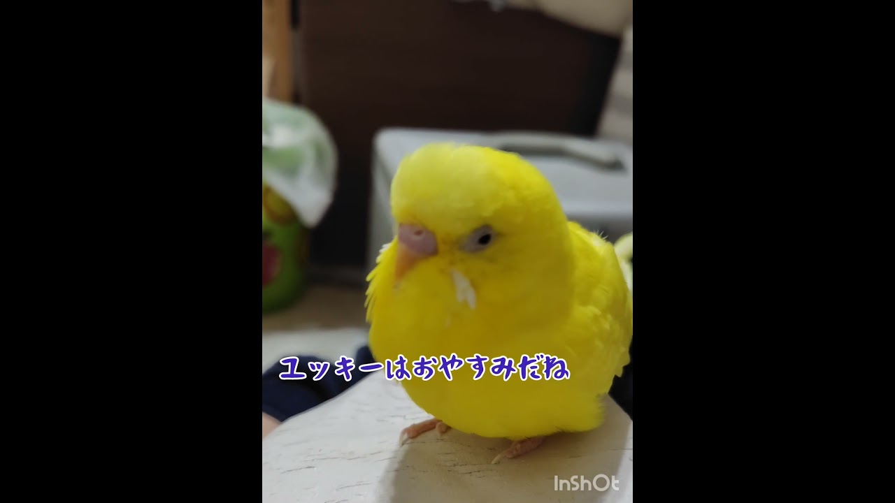 常に寝たいトリ