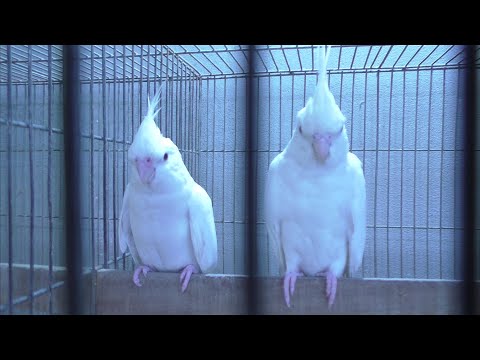 , title : 'Cockatiel Birds Farming - Earn Money By Rearing Cockatiel Birds Commercially At Home'