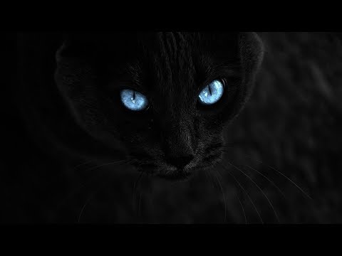 Are black cats demons and bad luck?