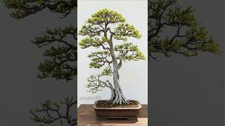 Download lagu Slanting - Dáng xiêu #Slanting #bonsaiworld #bonsaiart #bonsailife #bonsai mp3