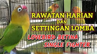 Download lagu Rawatan dan Settingan Lomba Lovebird Betina Single Fighter mp3