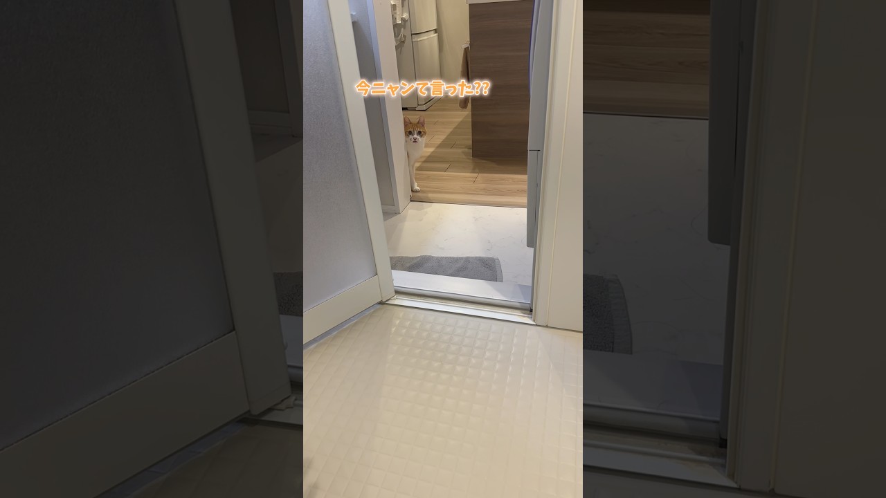 オヤツかイタズラか見極める猫。