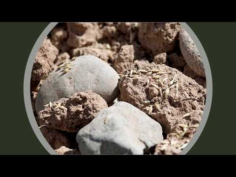 Ura për te Marku 22 | Marku 4:13-20