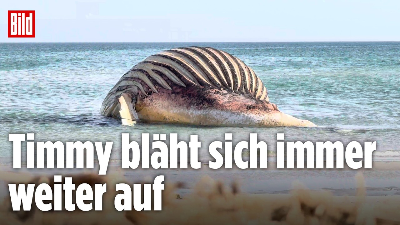 🔴 Möwen fressen an Buckelwal Timmy – er bläht sich immer weiter auf | BILD LIVE