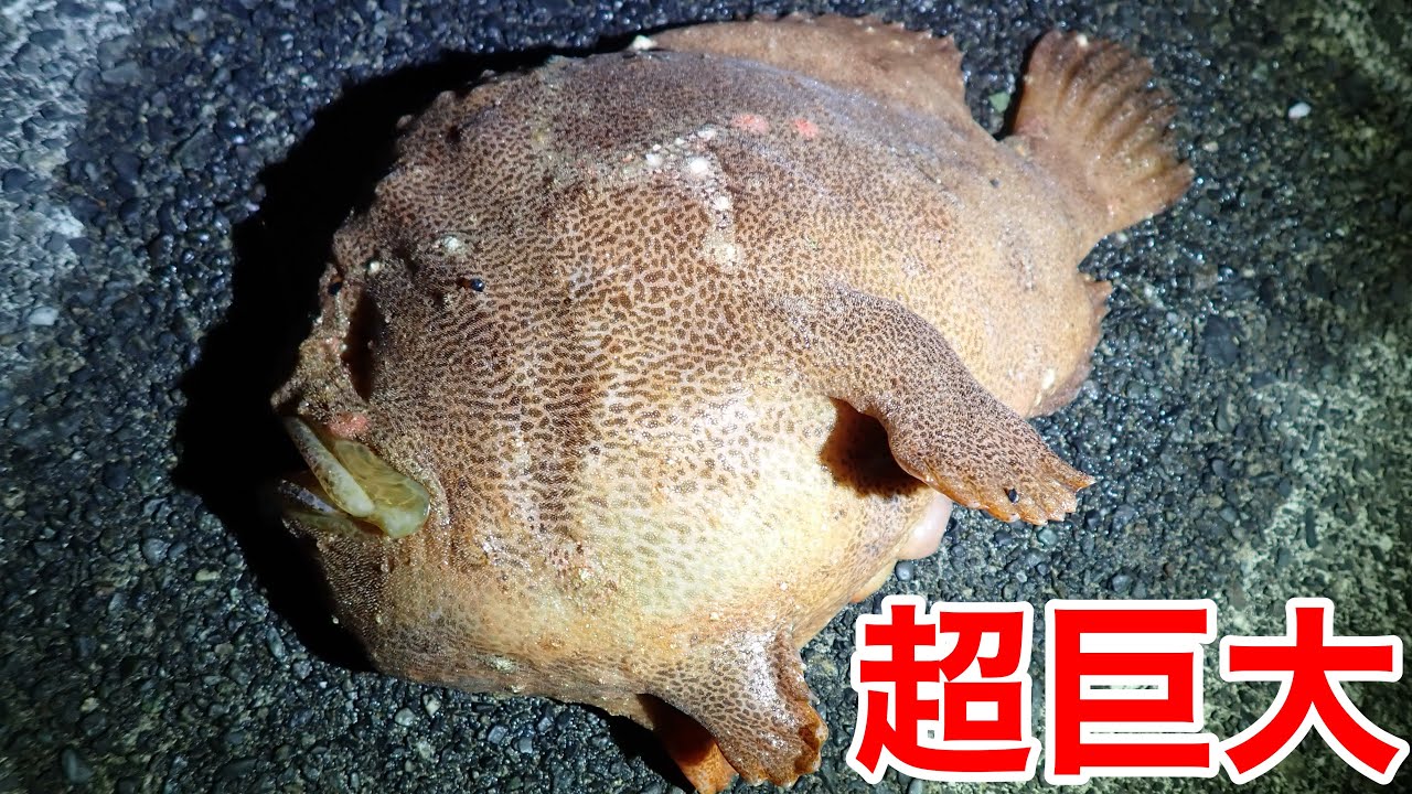 異常気象の結果生存不可能になった熱帯魚が見れると噂の漁港でガサガサしてみた結果