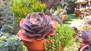 Download lagu Echeveria Blue Metal mp3