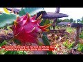 Produtor investe no cultivo de Pitaya para aumentar renda em Rolim de Moura