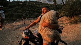 Yunanistan'da yangınlar sürerken hayvanlar güvenli bölgelere taşınıyor