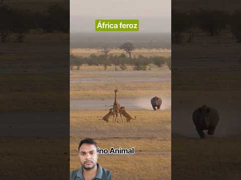 Africa 🌍 Forest Lion 🦁 Hunting vs Hippo 🦛