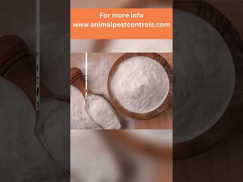 How to Get Rid of Fleas: The Ultimate Guide with Baking Soda and Salt