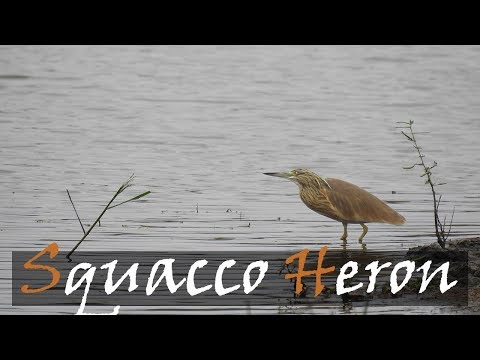 Volavka vlasatá (Ardeola ralloides) — Squacco Heron pri jazere