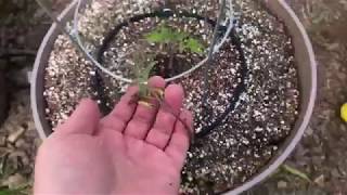 Live in the Garden