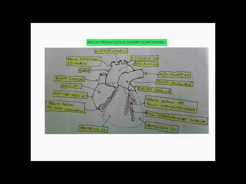 ANATOMIA - LEZIONE 30 - APPARATO CARDIOCIRCOLATORIO - CUORE