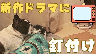 愛犬もイケメンが好きだった！😳