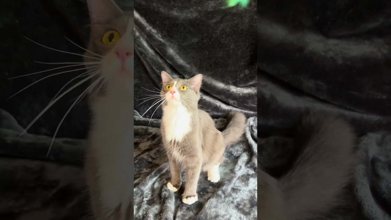 Enlarge Silver, a ADOPTABLE mixed breed in Spring Hill, TN video 4/4