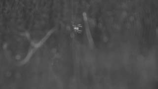 dark matter(s) : &quot;Melodien&quot; by György Ligeti