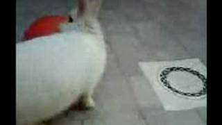 Scopelliti Tippy! Il coniglietto hippy...!!!