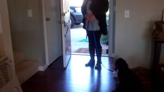 Alyspuppybootcamp Snickers Proper Exit door with Sit/Wait &quot;Weekend Warrior&quot;.mp4