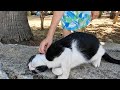 Tuxie The Cat Got Extremely Relaxed When Petted