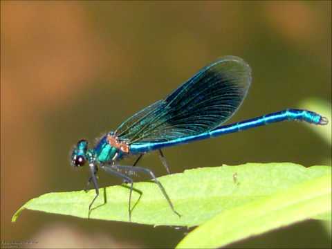 Johann Strauss Op.180 Libellen / Spirit Levels