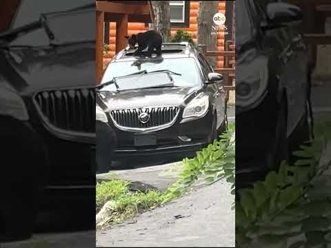 Bear and cub ransack car in Tennessee