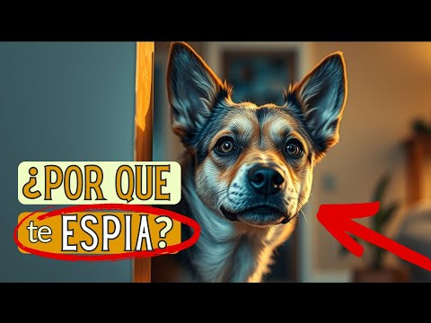 🐾Why does your DOG WATCH you all the time? 9 Surprising Reasons 👀