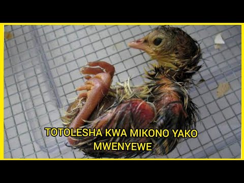 , title : 'Totolesha Mayai ya kuku kwa msaada wa mikono yako mwenyewe'