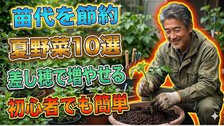【苗代節約術】差し穂で増やせる夏野菜10選【夏野菜】 【挿し木】 【家庭菜園】