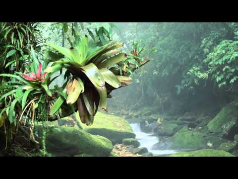 download lagu mp3 mp4 Shemale Samba Mania, download lagu Shemale Samba Mania gratis, unduh video klip Shemale Samba Mania