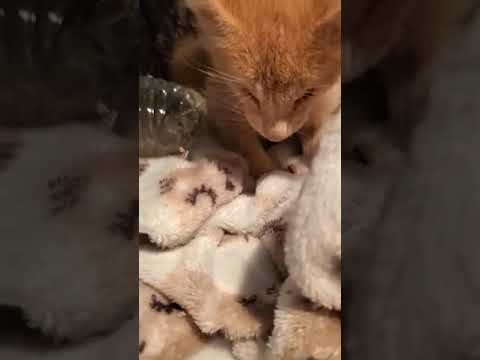 Helpless Kitten Found With Eyes Matted Shut