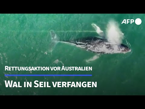 Video Thumbnail: In Seil verfangen: Tierschützer wollen Wal retten | AFP