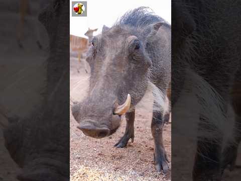 Wild Pig Sounds 🐗 | PIG #shorts