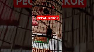 Download lagu Rekor Tembakan Cililin Terpanjang | Pancingan Suara Masteran Burung Cililin Nembak Panjang Rapat mp3