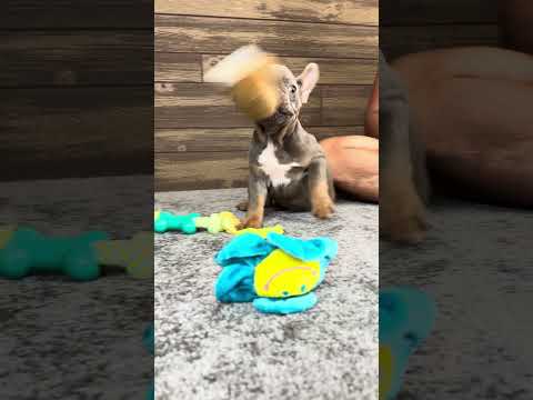 Video 4
