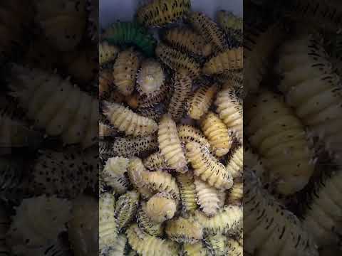 silkworm#Cocon#reels#