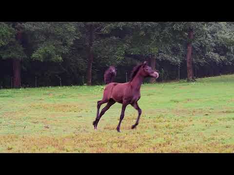 Honey SE Arabian filly 7-2018