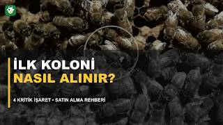 İlk Arı Kolonisi Nasıl Satın Alınır? 4 Kritik İşaret — Arıcı Rehberi 4/4
