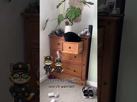 He Came Back With a Search Warrant! 🐈🕵️😹#CatDetective #FunnyCats #PetShorts #shorts #viral #cat