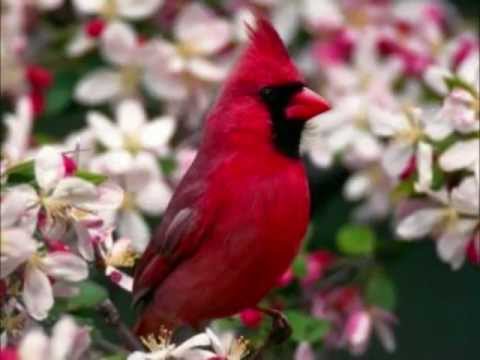 download lagu mp3 mp4 Cardenalito, download lagu Cardenalito gratis, unduh video klip Cardenalito