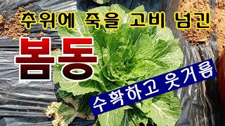 [텃밭농부.938]  추위에 죽을만큼 고생한 봄동 수확하고 웃거름 #봄동재뱁