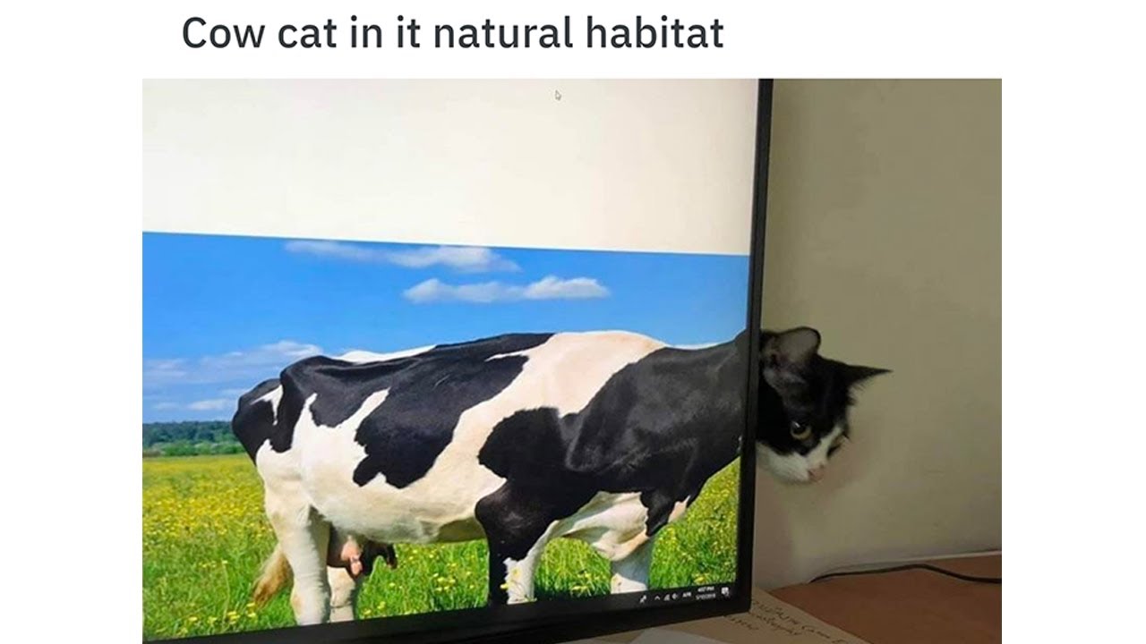CAT OR COW? (R/MILDLYCONFUSING POSTS)