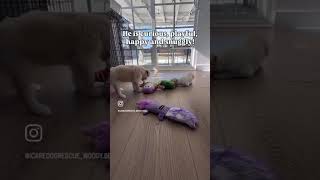 Video preview image #1 Maltese-Unknown Mix Puppy For Sale in Corona, CA, USA