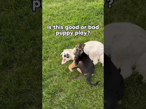 Good or bad puppy play ❔ #dog #dogplay #puppy