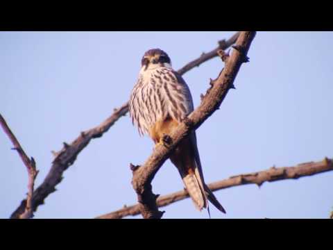 Eurasian Hobby Falco subbuteo — flight and hunting