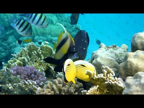 Abu Dabbab Reef South, Abu Dabbab (Marsa Alam),Ägypten
