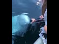 A WHITE WHALE found a Phone and brought it back to her.. AMAZING!