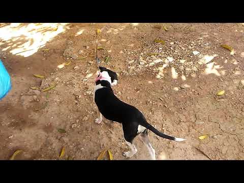 LA PERRA MÁS INTELIGENTE!!!