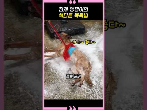 천재 댕댕이의 색다른 목욕법