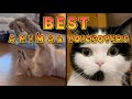 Best Animal Voiceover Compilation Ep 1