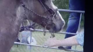 More Ignorant Horse Training By Stupid Humans - Ray Charles Could This Was Going Bad
